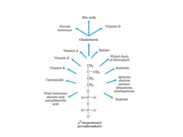 Qué son como activar el metabolismo ?