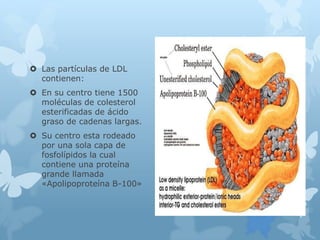  Las partículas de LDL
contienen:
 En su centro tiene 1500
moléculas de colesterol
esterificadas de ácido
graso de cadenas largas.
 Su centro esta rodeado
por una sola capa de
fosfolípidos la cual
contiene una proteína
grande llamada
«Apolipoproteína B-100»
 