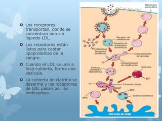  Los receptores
transportan, donde se
concentran aun sin
ligando LDL.
 Los receptores están
listos para captar
lipoproteínas de la
sangre.
 Cuando el LDL se une a
fosa cubierta, forma una
vesícula.
 La cubierta de clatrina se
desarma y los receptores
de LDL pasan por los
endosomas.
 