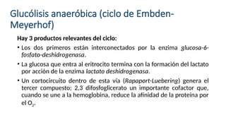 Metabolismo del eritrocito explicación fisiológica.pptx