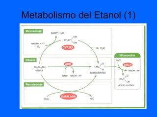 Metabolismo del Etanol (1)
 