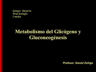 Metabolismo del Glicógeno y Gluconeogénesis Profesor :Daniel Zúñiga Colegio Navarra Área biología  1 medio  
