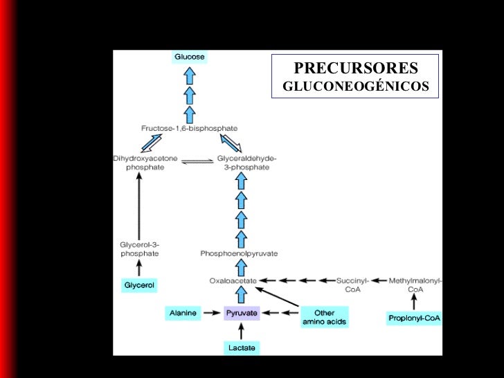 Metabolismo del glicógeno y gluconeogénesis clase colegio Metabolismo del glicógeno y gluconeogénesis clase colegio