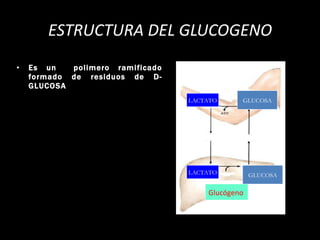 ESTRUCTURA DEL GLUCOGENO Es un  polimero ramificado formado de residuos de D-GLUCOSA GLUCOSA LACTATO LACTATO GLUCOSA Glucógeno 