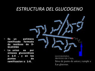 ESTRUCTURA DEL GLUCOGENO Es un  polimero ramificado formado de residuos de D-GLUCOSA La union  es  por enlaces glucocidicos    1-4 , y en los puntos de ramificacion     1-6. GLUCOGENINA: PROTEINA DE 37 Kda,  Sirve de punto de union y temple a  Las glucosas. 
