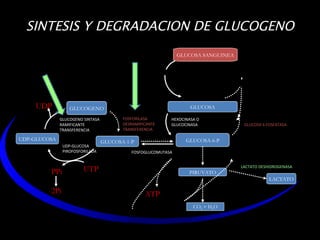 SINTESIS Y DEGRADACION DE GLUCOGENO HEXOCINASA O  GLUCOCINASA FOSFOGLUCOMUTASA UDP-GLUCOSA PIROFOSFORILADA GLUCOGENO SINTASA RAMIFICANTE TRANSFERENCIA FOSFORILASA DESRAMIFICANTE TRANSFERENCIA GLUCOSA 6 FOSFATASA LACTATO DESHIDROGENASA GLUCOSA SANGUINEA GLUCOSA GLUCOSA-6-P PIRUVATO CO 2  + H 2 O LACTATO GLUCOSA-1-P GLUCOGENO UDP-GLUCOSA ATP UTP PPi 2Pi UDP 
