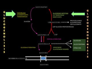GLUCOSA GLUCOSA GLUCOSA-6-P GLUCOSA-1-P GLUCOGENO HEXOCINASA GLUCOCINASA (HIGADO) FOSFOGLUCOMUTASA UTP UDP-GLUCOSA PIROFOSFORILASA UDP-GLUCOSA GLUCOGENO SINTETASA 4:6 TRANSFERASA RAMIFICANTE GLUCOLISIS VIA DE PENTOSAS OTRAS VIAS PROTEOGLICANOS GLICOPROTEINAS UDP-GLUCORATO FOSFORILASA DESRAMIFICANTE TRANSFERENCIA GLUCOSA 6 FOSFATASA GLUCOSA MEMBRANA CELULAR 