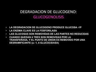 DEGRADACION DE GLUCOGENO:  GLUCOGENOLISIS LA DEGRADACION DE GLUCOGENO PRODUCE GLUCOSA -1P  LA ENZIMA CLAVE ES LA FOSFORILASA LAS GLUCOSAS SON REMOVIDAS DE LAS PARTES NO REDUCIDAS CUANDO QUEDAN 4 TRES SON REMOVIDAS POR LA TRANSFERASA, Y EL PUNTO DE UNION ES REMOVIDO POR UNA DESRAMIFICANTE (  - 1, 6 GLUCOCIDASA) 