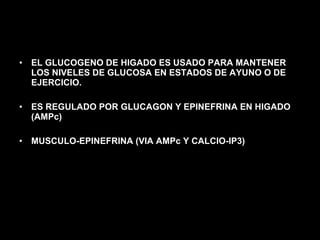 EL GLUCOGENO DE HIGADO ES USADO PARA MANTENER LOS NIVELES DE GLUCOSA EN ESTADOS DE AYUNO O DE EJERCICIO. ES REGULADO POR GLUCAGON Y EPINEFRINA EN HIGADO (AMPc) MUSCULO-EPINEFRINA (VIA AMPc Y CALCIO-IP3) 