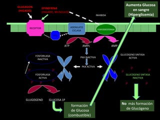 GLUGOGENO  GLUCOSA 1P No   más formación de Glucógeno formación de Glucosa (combustible) Aumenta Glucosa  en sangre (Hiperglicemia) RECEPTOR P G ADENILATO CICLASA FOSFODIESTERASA GLUCAGON (HIGADO) EPINEFRINA (HIGADO, MUSCULO) ATP  AMPc  AMP INHIBIDA PKA INACTIVA PKA ACTIVA GLUCOGENO SINTASA ACTIVA GLUCOGENO SINTASA INACTIVA P P P P P FOSFORILASA INACTIVA FOSFORILASA ACTIVA P P P P P 