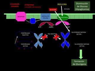 formación de Glucógeno Disminución  de Glucosa (Hipoglicemia) GLUCOSA RECEPTOR P G ADENILATO CICLASA FOSFODIESTERASA GLUCAGON (HIGADO) EPINEFRINA (HIGADO, MUSCULO) ATP  AMPc  AMP Activada PKA INACTIVA GLUCOGENO SINTASA ACTIVA GLUCOGENO SINTASA ACTIVA FOSFORILASA INACTIVA FOSFORILASA ACTIVA P P P P P INSULINA 