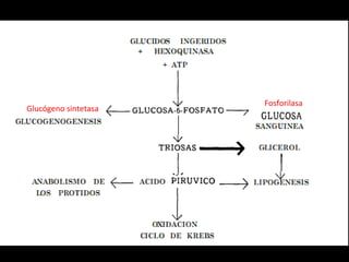 Glucógeno sintetasa Fosforilasa 