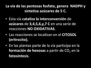 La vía de las pentosas fosfato, genera  NADPH y sintetiza azúcares de 5 C. Esta vía  cataliza la interconversión  de  azúcares  de  3,4,5,6,y,7 C  en una serie de reacciones  NO OXIDATIVAS . Las reacciones se localizan en el  CITOSOL (eritrocito). En las plantas parte de la vía participa en la  formación de hexosas  a partir de CO 2  en la  fotosíntesis . 