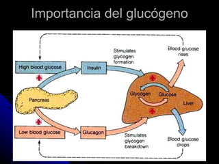 Importancia del glucógeno 