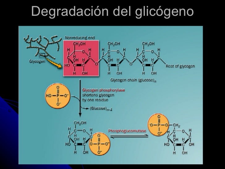 definicion de metabolismo basal en la forma natural