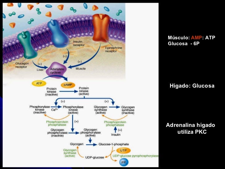 tasa de metabolismo basal definicion reseñas