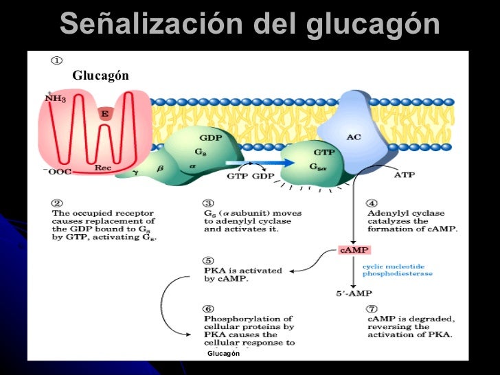 Leer sobre Metabolismo basal