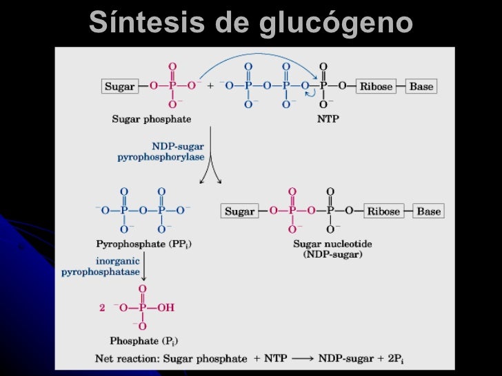 Breve guía de Acelerar metabolismo