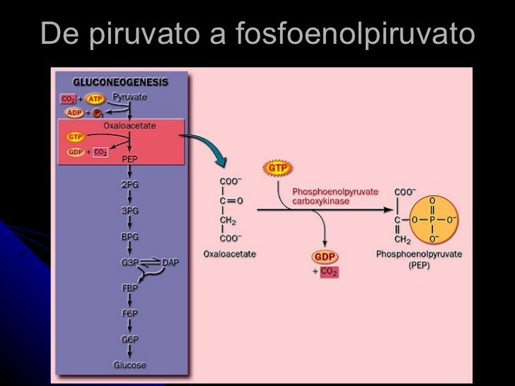 metabolismo catabolico Consejos y Guía