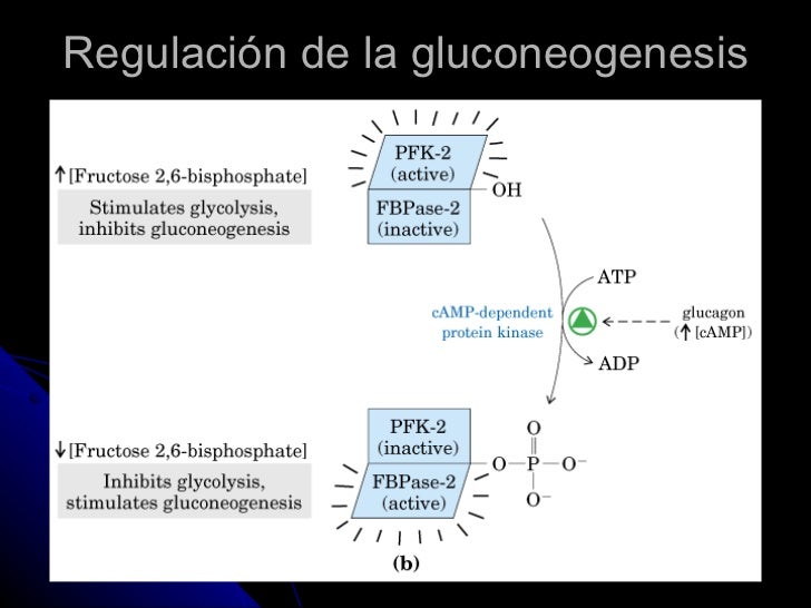 Crema para calculadora de metabolismo basal
