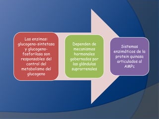 Las enzimas:
glucogeno-sintetasa
y glucogenofosforilasa son
responsables del
control del
metabolismo del
glucogeno

Dependen de
mecanismos
hormonales
gobernados por
las glándulas
suprarrenales

Sistemas
enzimáticos de la
protein quinasa
articulados al
AMPc

 