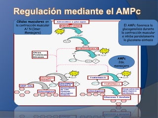 Células musculares en
la contracción muscular
A/ N (1mer.
Mensajero)

El AMPc favorece la
glucogenolisis durante
la contracción muscular
e inhibe paralelamente
la gluconeno-sintesis

AMPc
2do.
mensajero

 