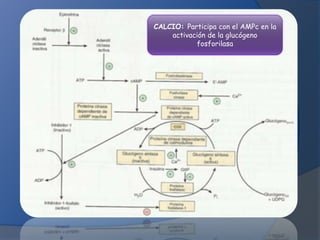 CALCIO: Participa con el AMPc en la
activación de la glucógeno
fosforilasa

 