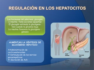 Las hormonas del páncreas, glucagòn
e insulina tiene acciones opuestas
El glucagòn estimula la glucógenolisis cuando la glicemia baja
La insulina favorece la glucógeno génesis

AUMENTAN LA SÍNTESIS DE
GLUCÓGENO HEPATICO:

Administración de
corticoesteroides
 Estimulación de los nervios
parasimpáticos
 Secreción de Ach

 