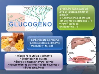 Polímero ramificado de
alfa-D- glucosa similar al
almidón
 Cadenas lineales amilasa
con uniones glucosidicas 1-4
y ramificadas de
amilopectina 1-6

• Carbohidrato de reserva
• Libera glucosa localmente
• Músculos y tejidos

• Hígado no lo utiliza localmente
• Exportador de glucosa
• Ejercicio muscular, ayuno, estrés
• Requerimientos de otros tejidos neuronas y
células sanguíneas

 