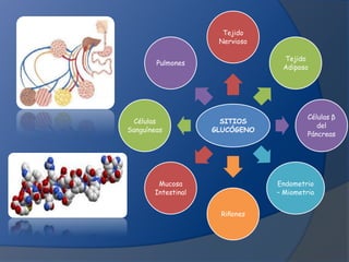Tejido
Nervioso
Tejido
Adiposo

Pulmones

Células
Sanguíneas

SITIOS
GLUCÓGENO

Mucosa
Intestinal

Células β
del
Páncreas

Endometrio
– Miometrio
Riñones

 