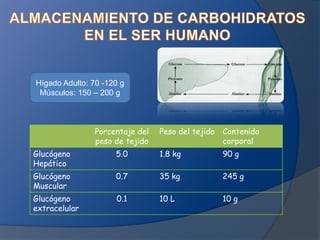 Hígado Adulto: 70 -120 g
Músculos: 150 – 200 g

Porcentaje del
peso de tejido

Peso del tejido Contenido
corporal

Glucógeno
Hepático

5.0

1.8 kg

90 g

Glucógeno
Muscular

0.7

35 kg

245 g

Glucógeno
extracelular

0.1

10 L

10 g

 