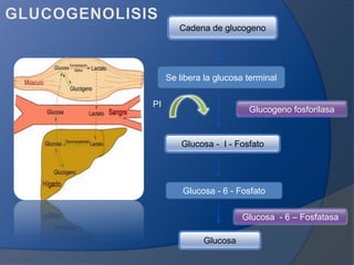 Cadena de glucogeno

Se libera la glucosa terminal
PI

Glucogeno fosforilasa

Glucosa - I - Fosfato

Glucosa - 6 - Fosfato
Glucosa - 6 – Fosfatasa
Glucosa

 