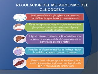La glucogenolisis y la glucogénesis son procesos
metabólicos independientes y complementarios
Estas vías operan en todos los tejidos que contiene
glucogeno pero particularmente en el hígado y
musculo esquelético
Hígado: reservorio primario de hidratos de carbono
al convertir la glucosa de la dieta en glucogeno a
partir de la glucosa 6-fosfato
Capacidad de glucogeno hepático es ilimitada debido
la cantidad de hepatocitos en el citoplasma
Almacenamiento de glucogeno en el musculo es el
medio de suministro de glucosa para la producción
de ATP tras una dieta intermitente

 