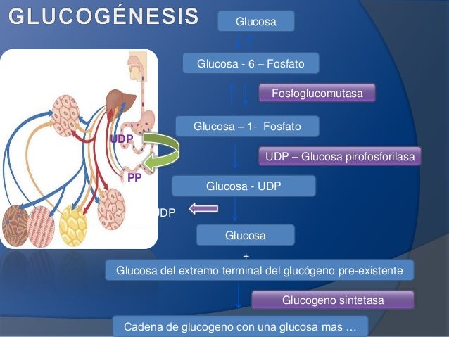 Aprender más sobre metabolismo ralentizado