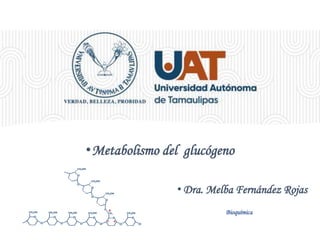 • Dra. Melba Fernández Rojas
•Metabolismo del glucógeno
Bioquímica
 