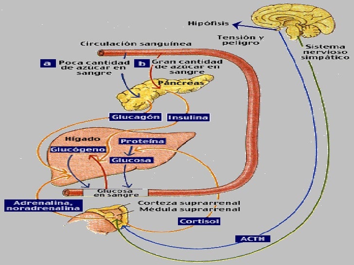metabolismo de hidratos de carbono secretos