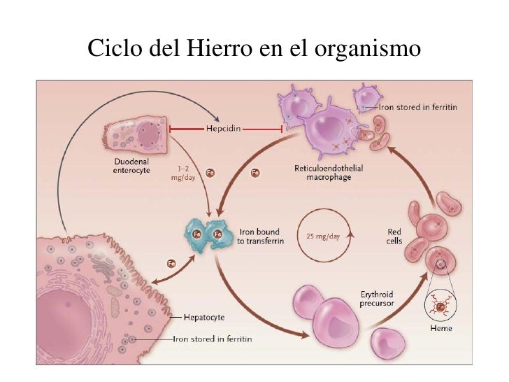 Nikola Tesla en definicion metabolismo basal