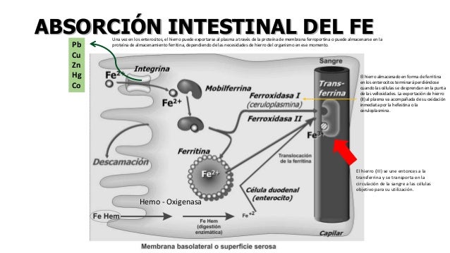 Reasearch en el poder del metabolismo amazon