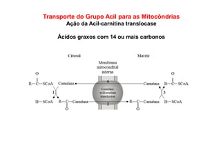 Transporte do Grupo Acil para as Mitocôndrias
Ação da Acil-carnitina translocase
Ácidos graxos com 14 ou mais carbonos
 