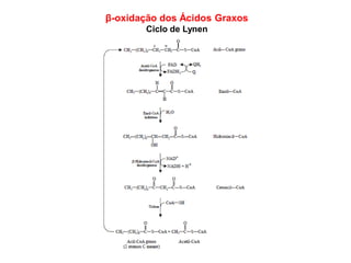 β-oxidação dos Ácidos Graxos
Ciclo de Lynen
 