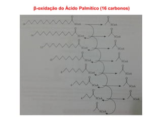 β-oxidação do Ácido Palmítico (16 carbonos)
 