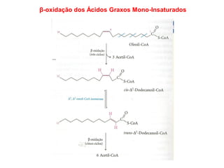 β-oxidação dos Ácidos Graxos Mono-Insaturados
 