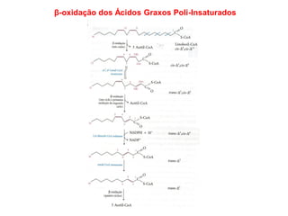 β-oxidação dos Ácidos Graxos Poli-Insaturados
 