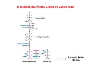 β-oxidação dos Ácidos Graxos de Cadeia Ímpar
Ciclo do Ácido
Cítrico
 