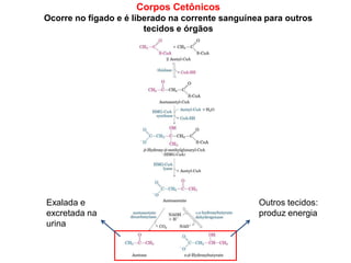 Corpos Cetônicos
Ocorre no fígado e é liberado na corrente sanguínea para outros
tecidos e órgãos
Exalada e
excretada na
urina
Outros tecidos:
produz energia
 