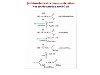 β-Hidroxibutirato como combustível
Nos tecidos produz acetil-CoA
 