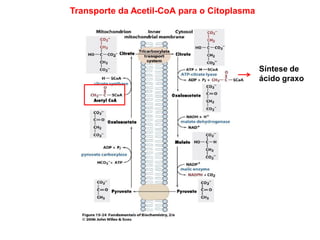 Transporte da Acetil-CoA para o Citoplasma
Síntese de
ácido graxo
 