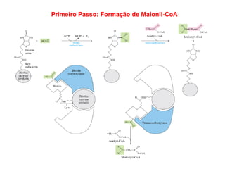 Primeiro Passo: Formação de Malonil-CoA
 