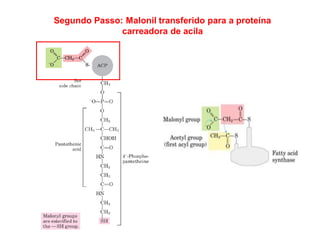 Segundo Passo: Malonil transferido para a proteína
carreadora de acila
 