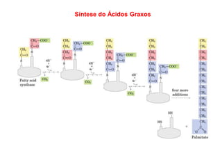 Síntese do Ácidos Graxos
 